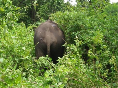 നാട്ടിലിറങ്ങി കൂട്ടംതെറ്റി കുട്ടിക്കൊമ്പൻ; വനപാലകരുടെ സഹായത്തോടെ ഒടുവിൽ ആനക്കൂട്ടത്തിനൊപ്പം ചേർന്നു നാട്ടിലിറങ്ങി കൂട്ടംതെറ്റി കുട്ടിക്കൊമ്പൻ; വനപാലകരുടെ സഹായത്തോടെ ഒടുവിൽ ആനക്കൂട്ടത്തിനൊപ്പം ചേർന്നു