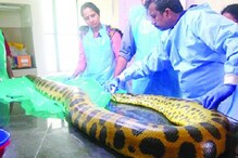 മൃഗശാലയിൽ ഒരു അനാക്കോണ്ട കൂടി ചത്തു; രണ്ടുമാസത്തിനിടെ നാലാമത്തേത്