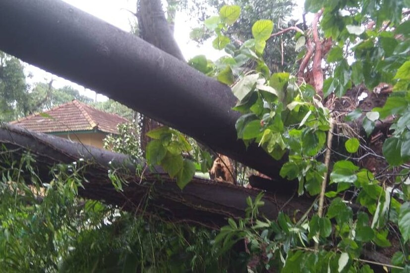 നിരവധി മരങ്ങൾ കടപുഴകി വീണു.