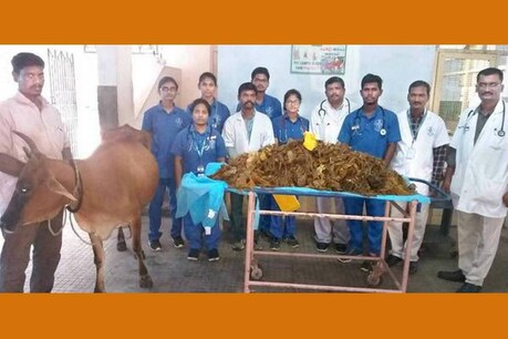 അഞ്ചര മണിക്കൂർ ശസ്ത്രക്രിയ; പശുവിന്റെ വയറ്റിൽ നിന്നും പുറത്തെടുത്തത് 52 കിലോ പ്ലാസ്റ്റിക് അഞ്ചര മണിക്കൂർ ശസ്ത്രക്രിയ; പശുവിന്റെ വയറ്റിൽ നിന്നും പുറത്തെടുത്തത് 52 കിലോ പ്ലാസ്റ്റിക്