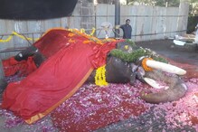 പാറമേക്കാവ് രാജേന്ദ്രൻ ഇനി ഓർമ്മ; വിടവാങ്ങിയത് പകരക്കാനില്ലാത്ത ഗജവീരൻ