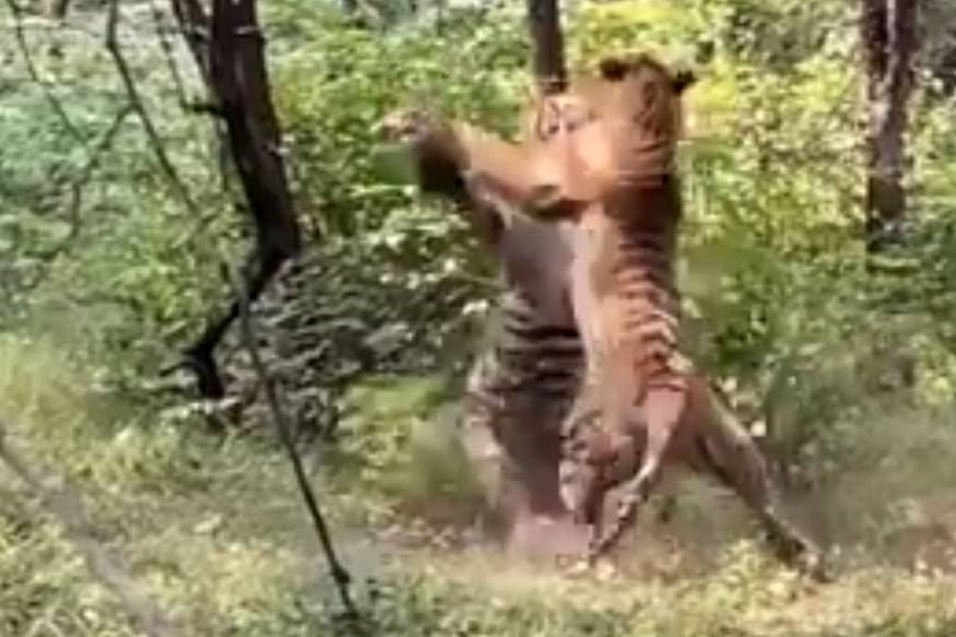 Viral: കൈയോടെ പിടിച്ചു! പെൺകടുവയ്ക്കായി രണ്ട് ആൺകടുവകൾ ഏറ്റുമുട്ടി