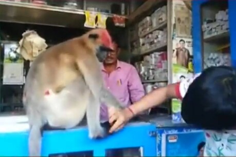 VIRAL VIDEO | മരുന്ന് വാങ്ങാൻ മെഡിക്കൽ ഷോപ്പിലെത്തിയ കുരങ്ങ്; വീഡിയോ വൈറൽ VIRAL VIDEO | മരുന്ന് വാങ്ങാൻ മെഡിക്കൽ ഷോപ്പിലെത്തിയ കുരങ്ങ്; വീഡിയോ വൈറൽ