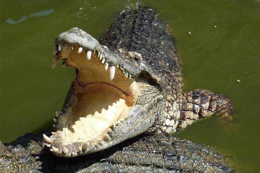 Crocodile