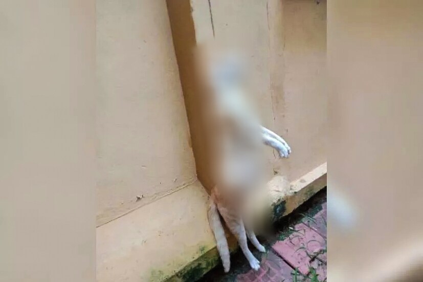  പൂച്ചയുടെ ചിത്രങ്ങളടക്കം സോഷ്യൽ മീഡിയ പ്രചരിച്ചതോടെ പ്രതിഷേധം ശക്തമായിരുന്നു. മൃഗാവകാശ പ്രവർത്തകരുടെ ഇടപെടലിനെ തുടർന്ന് സംഭവത്തിൽ പൊലീസ് കേസെടുത്തിരുന്നു. പിന്നാലെയാണ് പോസ്റ്റുമോർട്ടം ചെയ്യാനുള്ള നടപടികളും ആരംഭിച്ചത്.