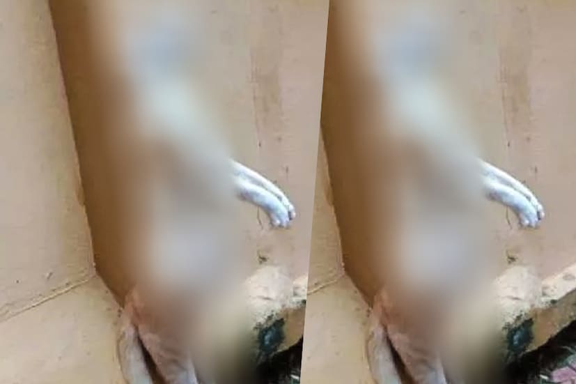  കഴുത്തു ഞെരിക്കമ്പോഴുണ്ടാകുന്ന ശ്വാസം മുട്ടൽ‌ മൂലമാണ് പൂച്ച ചത്തതെന്നാണ് റിപ്പോർട്ട്. പൂർണ്ണ ഗർഭിണിയായ പൂച്ചയ്ക്കൊപ്പം വയറ്റിലുണ്ടായിരുന്ന ആറ് കുഞ്ഞുങ്ങളും ശ്വാസം കിട്ടാതെ മരിച്ചതായും റിപ്പോർട്ടിൽ പറയുന്നു.