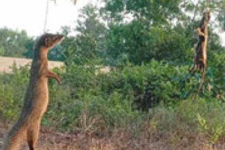 വീണ്ടും കണ്ണില്ലാത്ത ക്രൂരത; രണ്ട് കീരികളെ കെട്ടിത്തൂക്കി കൊന്നു വീണ്ടും കണ്ണില്ലാത്ത ക്രൂരത; രണ്ട് കീരികളെ കെട്ടിത്തൂക്കി കൊന്നു