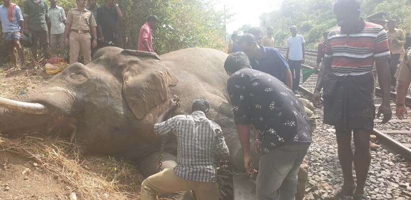  ഈ വർഷം മൂന്നാമത്തെ കാട്ടാനയാണ് ട്രെയിനിടിച്ച് ചരിയുന്നത്. കഞ്ചിക്കോട് കോയമ്പത്തൂർ പാതയിൽ കഴിഞ്ഞ 19 വർഷത്തിനിടെ 27 കാട്ടാനകൾ ട്രെയിനിടിച്ചു ചരിഞ്ഞെന്നാണ് കണക്ക്. അപകടം ഒഴിവാക്കാൻ കഞ്ചിക്കോട്–വാളയാർ മേഖലയിൽ ട്രെയിനുകൾക്ക് വേഗനിയന്ത്രണമുണ്ടങ്കിലും പാലിക്കപ്പെടുന്നില്ലെന്നും ആക്ഷേപമുണ്ട്.