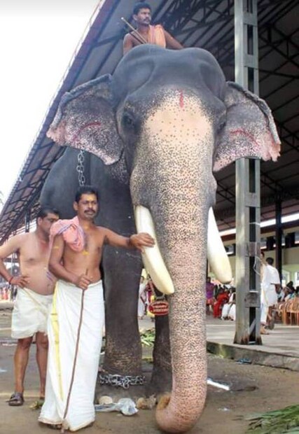  കേരളത്തിൽ ഒരു ആനക്ക് ഒരു ഉത്സവത്തിന് കിട്ടാവുന്നതിൽ ഏറ്റവും കൂടുതൽ ഏക്കത്തുക ലഭിച്ചതും ഈ ആനക്കാണ്. 2004 ഏപ്രിലിൽ  നെന്മാറ വല്ലങ്ങി ഉത്സവത്തിനോടനുബന്ധിച്ച് വല്ലങ്ങി ദേശം പത്മനാഭന് ഒരു ദിവസത്തേക്ക് രണ്ടുലക്ഷത്തി ഇരുപത്തി രണ്ടായിരത്തി ഇരുനൂറ്റി ഇരുപത്തി രണ്ടു രൂപ ഏക്കത്തുക നൽകി.