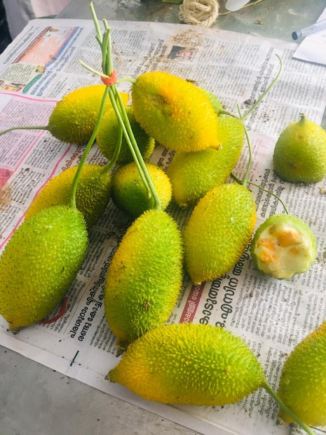  കണ്ടാൽ ഒട്ടും വലുപ്പമില്ല. സ്വദേശം നാടല്ല കാടാണ്. മണത്തു നോക്കിയാൽ നല്ല കയ്പ്പൻ പാവലിന്‍റെ ഗന്ധമാണ് എന്നാലോ, ഒട്ടും കയ്പ്പില്ല. സംസ്ഥാന കർഷക അവാർഡ് ദാന ചടങ്ങിനോട് അനുബന്ധിച്ച് ആലപ്പുഴയിൽ ഒരുക്കിയ കാർഷിക പ്രദർശനത്തിൽ എല്ലവരുടെയും കണ്ണ് ഈ കുഞ്ഞൻ പാവക്കയിൽ ആയിരുന്നു.