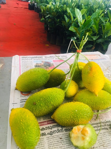 കാട്ടിൽ നിന്ന് വിത്ത് ശേഖരിച്ചാണ് ഗന്‍റോല പലയിടത്തും കൃഷി ചെയ്യുന്നത്. പുരയിട കൃഷിയിലും ഗ്രോബാഗിലും വളർത്താം. മഴക്കാല കൃഷിക്ക് അനുയോജ്യമായ വിളയാണിത്.