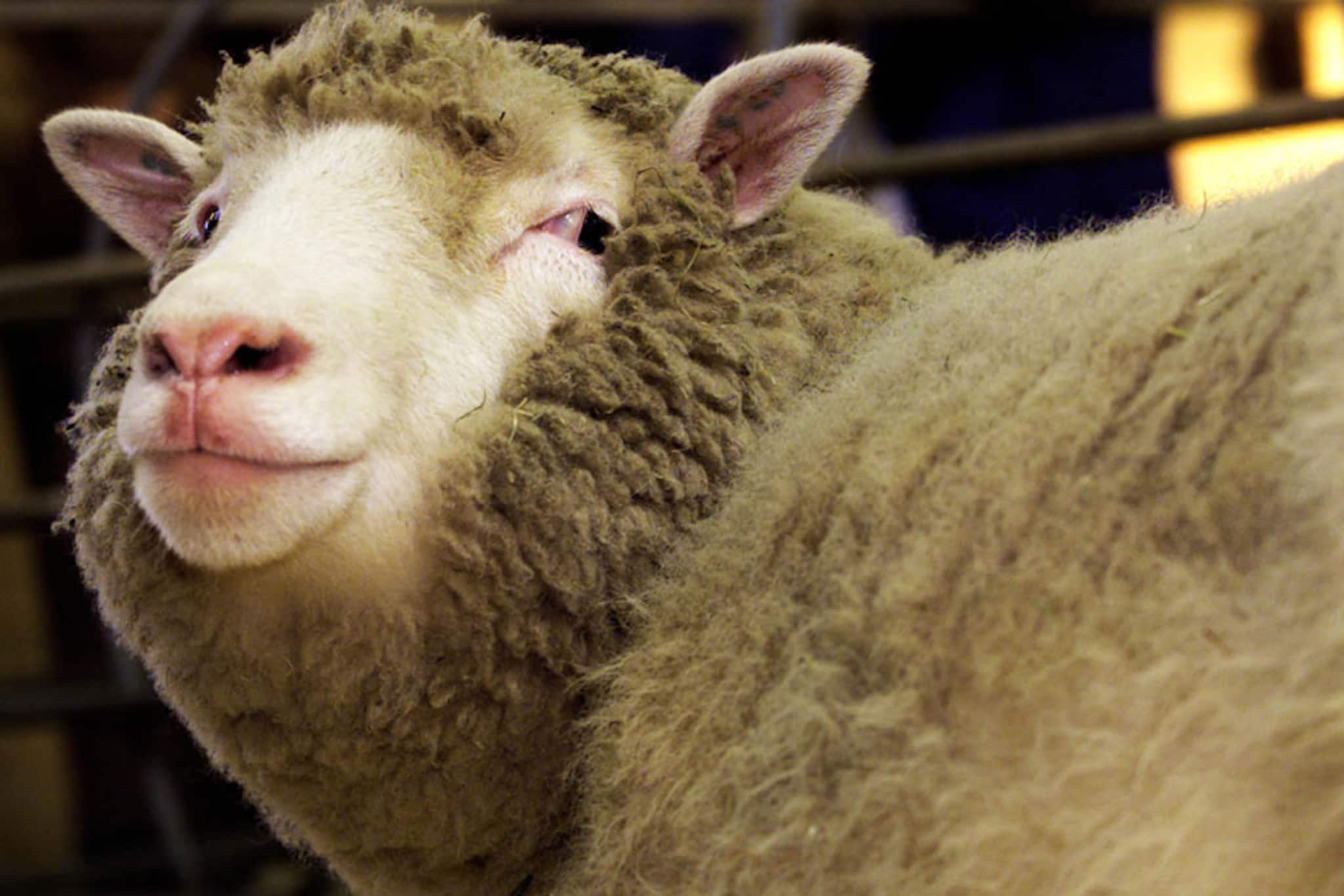 ആട് അറിഞ്ഞില്ല; ആ വെള്ളം കുടിച്ചതേയുള്ളു; ഒരാഴ്ച മുഴുവൻ സെക്സ്