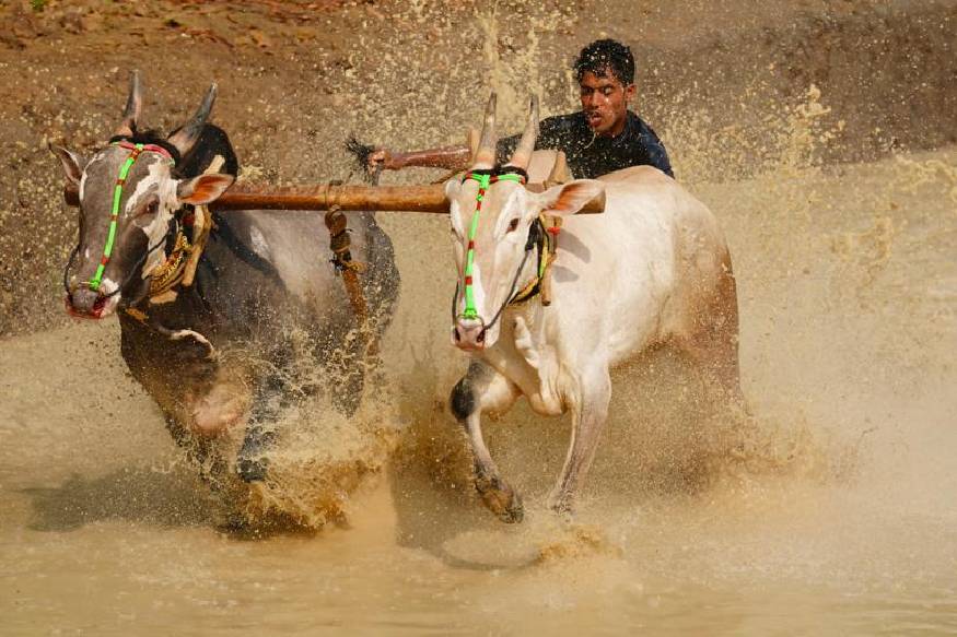  തോന്നിയകാവ് ക്ഷേത്രത്തിനു മുൻവശത്ത് പ്രത്യേകം തയ്യാറാക്കിയ വേദിയിൽ കൃഷിമന്ത്രി വി.എസ്.സുനിൽകുമാർ ഋഷഭ യാഗത്തിന് തിരി തെളിയിച്ചു. .