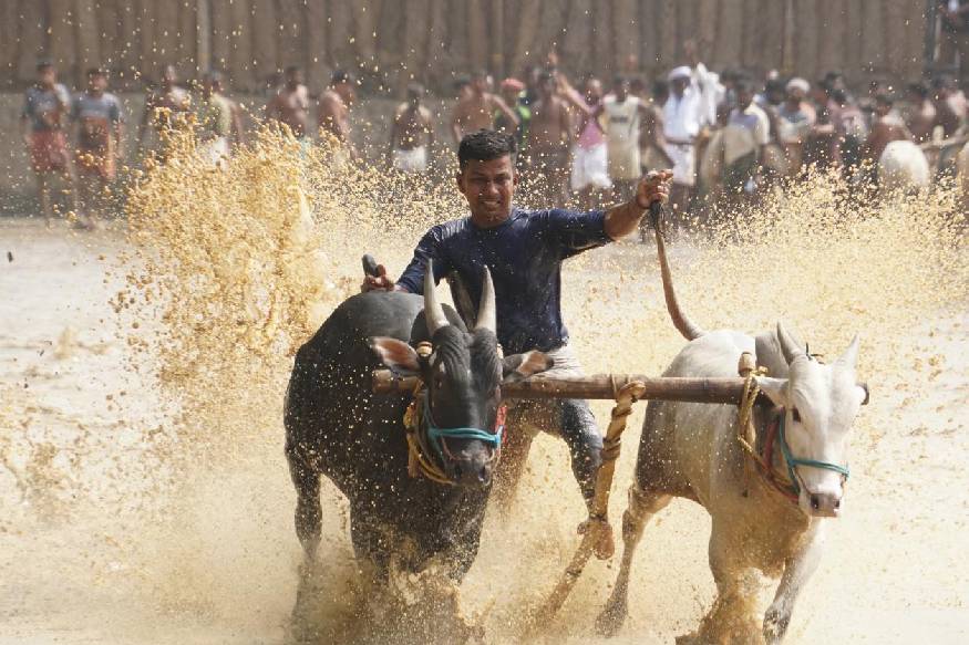  കാളപ്പൂട്ട് മത്സരം കൃഷി മന്ത്രി വി.എസ്.സുനിൽകുമാർ ഫ്ളാഗ് ഓഫ് ചെയ്തു. കാരണവരായ അഡ്വ.രഘുരാമപ്പണിക്കരിൽ നിന്നും മുടിയൻ കോല് ഏറ്റു വാങ്ങി അഡ്വ. ഋഷികേശ് പണിക്കർ ആദ്യ കന്ന് പൂട്ടിന് സാരഥിയായി.