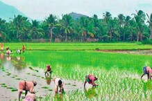 നെല്ല് കര്‍ഷകര്‍ക്കായി കൂടുതല്‍ പദ്ധതികളില്ലാത്തതില്‍ നിരാശയെന്ന് കര്‍ഷകര്‍