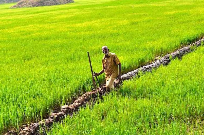  ഇതില്‍ 55 ലക്ഷം അക്കൗണ്ടുകളിലേത് 51,000 കോടി രൂപയുടെ സ്വര്‍ണപ്പണയ വായ്പയാണ്. ബാക്കിയുള്ളതാണു കര്‍ഷകരുടെ യഥാര്‍ഥ വായ്പയായി കണക്കാക്കിയിരിക്കുന്നതെന്നു മന്ത്രിസഭാ യോഗത്തില്‍ കൃഷി വകുപ്പ് അറിയിച്ചു. കിസാന്‍ ക്രഡിറ്റ് കാര്‍ഡിന്റെ ആനൂകൂല്യമുള്ളവര്‍ 17,000 കോടി രൂപയാണു വായ്പയെടുത്തിരിക്കുന്നതെന്നും കൃഷ് വകുപ്പ് വ്യക്തമാക്കി.