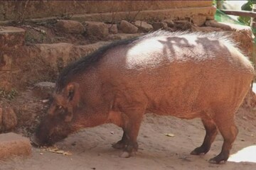 കിങ്ങിണിയും അമ്മിണിയും; കാട്ടുപന്നിയെ ഓമനയായി വളർത്തിയ ഒരു ആദിവാസി വീട്ടമ്മയുടെ കഥ കിങ്ങിണിയും അമ്മിണിയും; കാട്ടുപന്നിയെ ഓമനയായി വളർത്തിയ ഒരു ആദിവാസി വീട്ടമ്മയുടെ കഥ