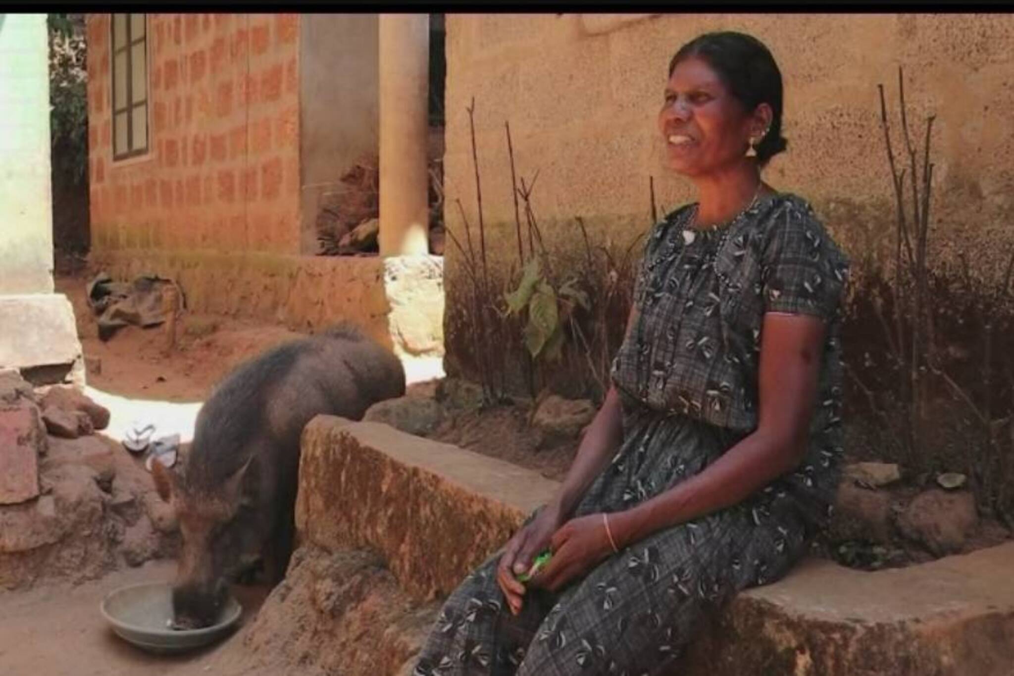 കിങ്ങിണിയും അമ്മിണിയും; കാട്ടുപന്നിയെ ഓമനയായി വളർത്തിയ ഒരു ആദിവാസി വീട്ടമ്മയുടെ കഥ