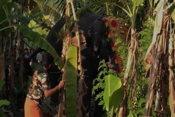 ഉത്സവത്തിനിടെ ഇടഞ്ഞ ആന പാപ്പാനെ കുത്തിക്കൊന്നു