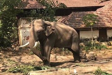 പുതിയ പാപ്പാനുമായി മെരുങ്ങാൻ കൊമ്പന് ക്രൂരപീഡനം