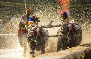 ഉസൈൻ ബോൾട്ടിനെ വെല്ലുവിളിക്കുന്ന തുളുനാട്ടിലെ കമ്പള  മത്സരം എന്താണ്?