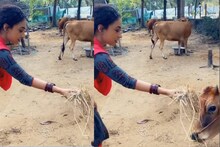 ഗോക്കളെ മേച്ചും കളിച്ചും ചിരിച്ചും പേളി മാണി; വീഡിയോയുമായി പ്രിയ താരം