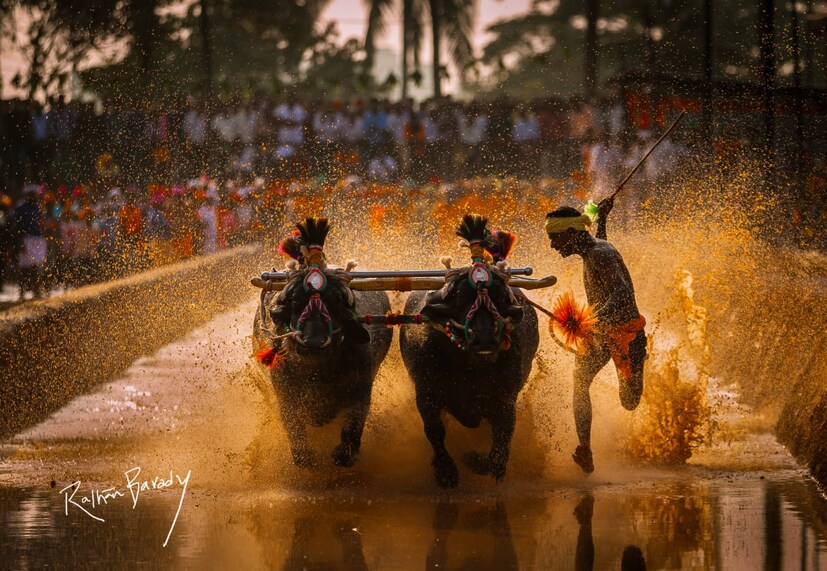  ഫെബ്രുവരി ഒന്നിന് ആയിരുന്നു ശ്രീനിവാസ ഗൗഡ റെക്കോർഡ് നേട്ടം സ്വന്തമാക്കിയത്. മറ്റൊരു കമ്പള പോത്തോട്ടക്കാരനായ നിഷാന്ത് ഷെട്ടി 100 മീറ്റർ 9.52 സെക്കൻഡ് കൊണ്ട് പൂർത്തിയാക്കി. 1982 നും 1989 നും ഇടയിൽ 100 ​​മീറ്ററിലും 200 മീറ്ററിലും ഒമ്പത് തവണ ദേശീയ ചാമ്പ്യനായിരുന്ന ഇന്ത്യൻ അത്‌ലറ്റ് ആനന്ദ് ഷെട്ടിയും കമ്പള ജാക്കിയായിരുന്നു. 1984ൽ കാറ്റ്മണ്ഡുവിലും 1987ൽ കൊൽക്കത്തയിലും നടന്ന ദക്ഷിണേഷ്യൻ ഗെയിമുകളിൽ അദ്ദേഹം ചാമ്പ്യനായിരുന്നു. 2013ൽ റോഡപകടത്തെത്തുടർന്ന് അദ്ദേഹം മരിക്കുമ്പോൾ 53 വയസ്സായിരുന്നു.