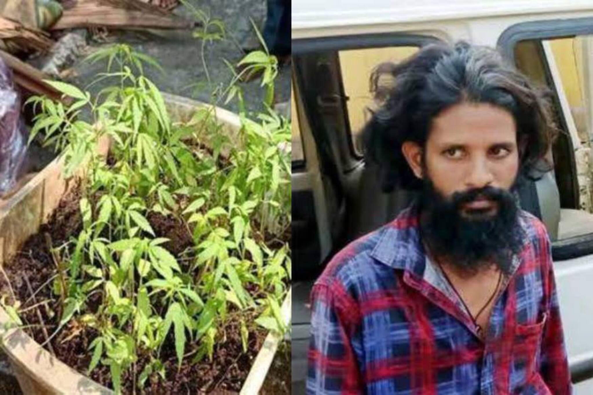 മട്ടുപ്പാവിൽ പച്ചക്കറിക്കൊപ്പം കഞ്ചാവ് കൃഷിയും; എഞ്ചിനിയറിങ് ബിരുദധാരി മലപ്പുറത്ത് അറസ്റ്റിൽ