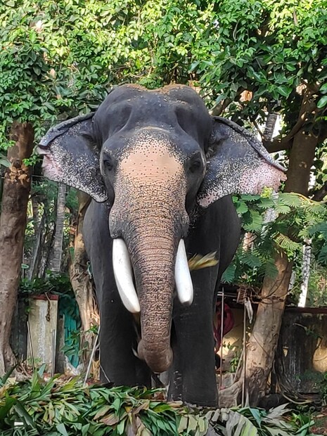  ഗുരുവായൂർ ശ്രീകൃഷ്ണക്ഷേത്രത്തിലെ പ്രസിദ്ധനായ ഗുരുവായൂർ കേശവൻ ചരിഞ്ഞ ശേഷം ക്ഷേത്രത്തിലെ ആനകളിലെ മുഖ്യനാണ് ഗജലക്ഷണങ്ങളെല്ലാം തികഞ്ഞ പത്മനാഭൻ. പുന്നത്തൂർ ആനക്കോട്ടയിലെ ഈ കാരണവർ 66 വർഷം ഗുരുവായൂരപ്പന്റെ തിടമ്പേറ്റി.