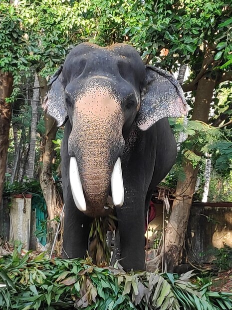  നിലമ്പൂർ കാടുകളിൽ പിറന്ന ഈ ആനക്കുട്ടിയെ ആലത്തൂരിലെ സ്വാമിയിൽ നിന്നാണ് ഒറ്റപ്പാലത്തെ ഇ.പി. ബ്രദേഴ്സ് വാങ്ങി 1954 ജനുവരി 18ന് ഗുരുവായൂരിൽ നടയിരുത്തിയത്‌.
