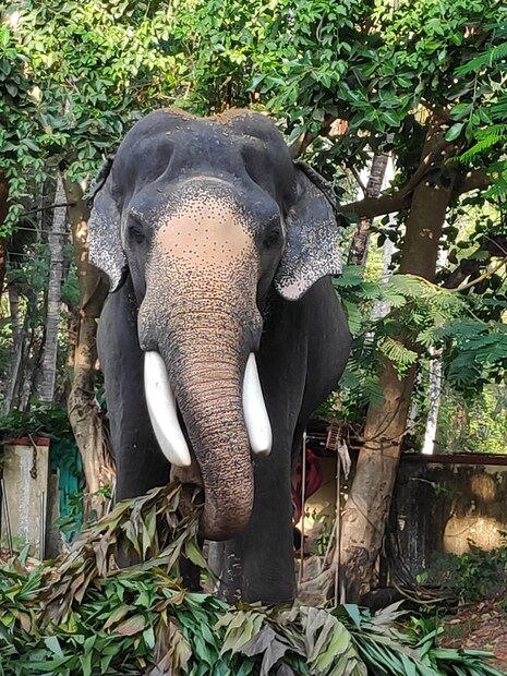  ഗുരുവായൂർ പത്മനാഭനെ ഈശ്വരതുല്യമായി കാണുന്ന വിശ്വാസികൾ ഏറെയായിരുന്നു. ഉത്സവത്തിന് ദേശദേവതയുടെ തിടമ്പുമായി ഗുരുവായൂർ പത്മനാഭൻ എഴുന്നള്ളുന്നതുകണ്ടു വണങ്ങുന്നതുതന്നെ പുണ്യമെന്ന് കരുതുന്ന ഭക്തരുടെ എണ്ണവും കുറവല്ല.