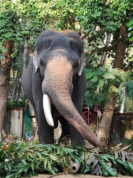  ഉയരവും തലപ്പൊക്കവുമുള്ള ആനകൾ ഏറെയുണ്ടെങ്കിലും ആനപ്രേമികളുടെയും ഭക്തരുടെയും മനസിൽ പത്മനാഭനേക്കാൾ ഉയരം വേറെ ഒരു ആനയ്ക്കുമില്ലായിരുന്നു.ആനകളിലെ സൂപ്പർസ്റ്റാർ എന്ന് പറയാവുന്ന ഗുരുവായൂർ പത്മനാഭന്റെ ചിത്രത്തിനുപോലും ഉത്സവപ്പറമ്പുകളിൽ ആവശ്യക്കാർ ഏറെയാണ്.