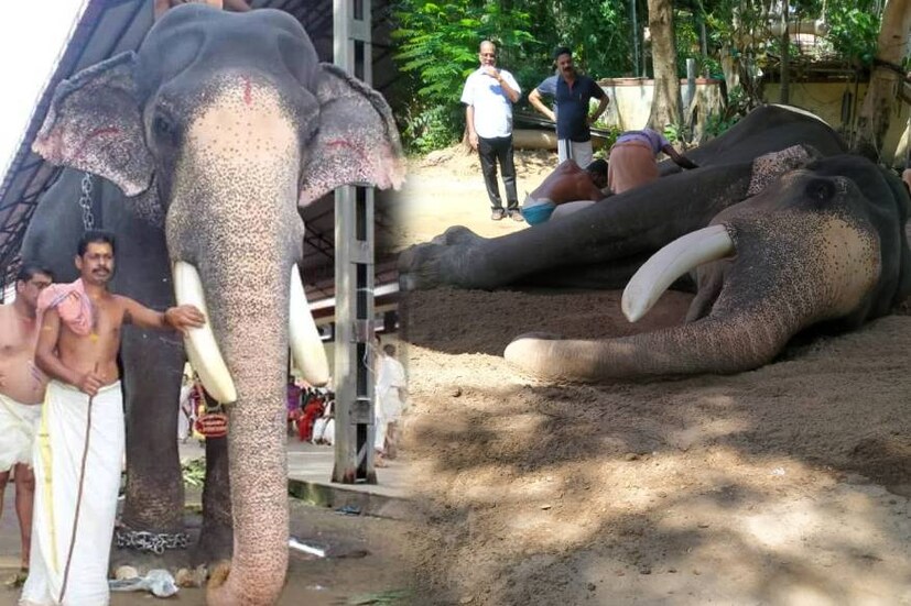  ഗുരുവായൂർ: കേരളത്തിലെ ആയിരക്കണക്കിന് ആനപ്രേമികളുടെയും ലക്ഷക്കണക്കിന് ഭക്തരുടെയും ആരാധനപാത്രമായ ഗജവീരൻ ഗുരുവായൂർ പത്മനാഭൻ വിടവാങ്ങി. 80 വയസ്സായിരുന്നു. ഗുരുവായൂർ ദേവസ്വത്തിന്റെ വകയായുള്ള ആനയാണിത്. ഇന്ന് ഉച്ചയ്ക്ക് രണ്ടേകാലോടെയായിരുന്നു അന്ത്യം .