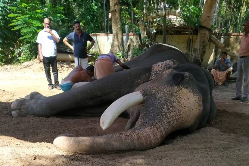  ആരോഗ്യ സ്ഥിതി കണക്കിലെടുത്ത് 2007 ജനുവരി ഒന്നുമുതൽ പത്മനാഭനെ പുറമെയുള്ള എഴുന്നെള്ളിപ്പുകൾക്ക് ദേവസ്വം അയച്ചിരുന്നില്ല. ഒരു നീണ്ട ഇടവേളയ്ക്കു ശേഷം 2011 മാർച്ച്‌ ഒന്നിന് നടന്ന ഉത്രാളിക്കാവ് പൂരത്തിന് പത്മനാഭൻ വടക്കാഞ്ചേരി ദേശത്തിനു വേണ്ടി തിടമ്പേറ്റി. 2011 ഒക്ടോബറിൽ പത്മനാഭന്റെ  ആരോഗ്യം മെച്ചപ്പെട്ടത് കണക്കിലെടുത്ത് പുറംഎഴുന്നള്ളിപ്പിന് അയയ്ക്കാനുള്ള ദൂരപരിധി 30 കിലോമീറ്ററിൽ നിന്ന് 120 കിലോമീറ്ററായി ദേവസ്വം ഭരണസമിതി ഉയർത്തി.