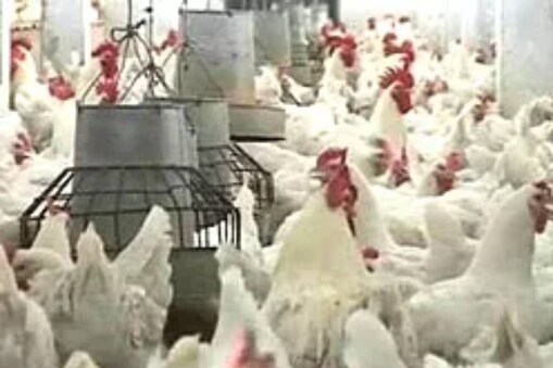 bird flu 