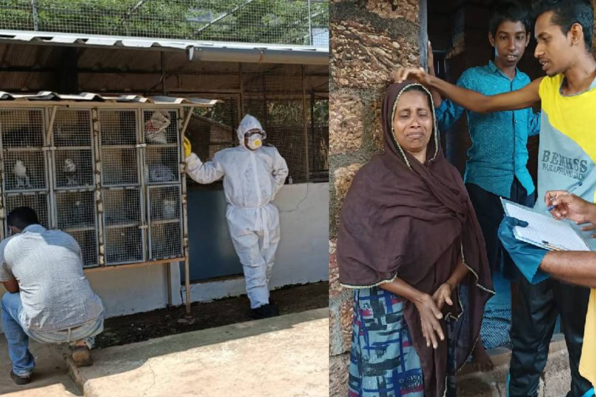 പിടഞ്ഞുമരിച്ച പക്ഷികളും തേങ്ങലടക്കിയ മനുഷ്യരും; പരപ്പനങ്ങാടിയിൽ പക്ഷിപ്പനിക്കാലത്തെ വേദനിപ്പിക്കുന്ന കാഴ്ച്ചകൾ