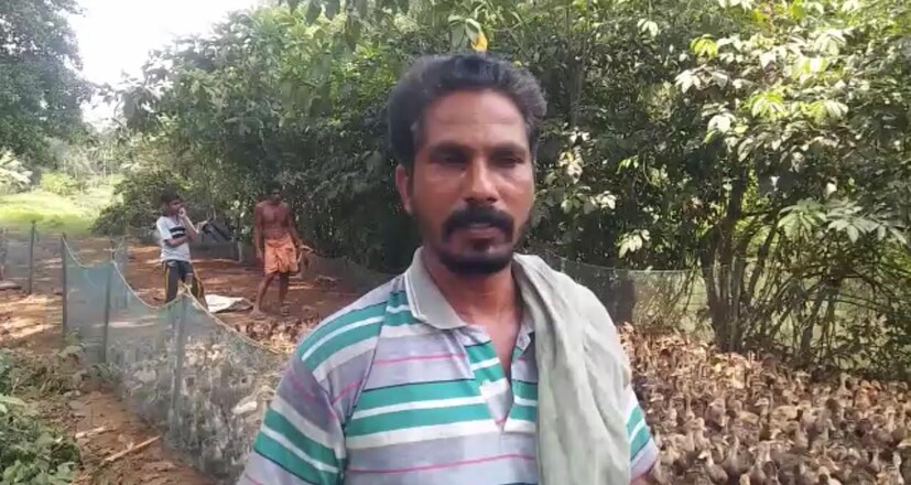  പക്ഷിപ്പനിയുടെ ലക്ഷണങ്ങൾ തന്നെയാണ് താറാവുകൾക്കെന്നു കർഷകർ പറയുന്നു. ഈസ്റ്റർ വിപണി ലക്ഷ്യമാക്കി പണം മുടക്കിയ കർഷകർ ഇതോടെ പ്രതിസന്ധിയിലായി.