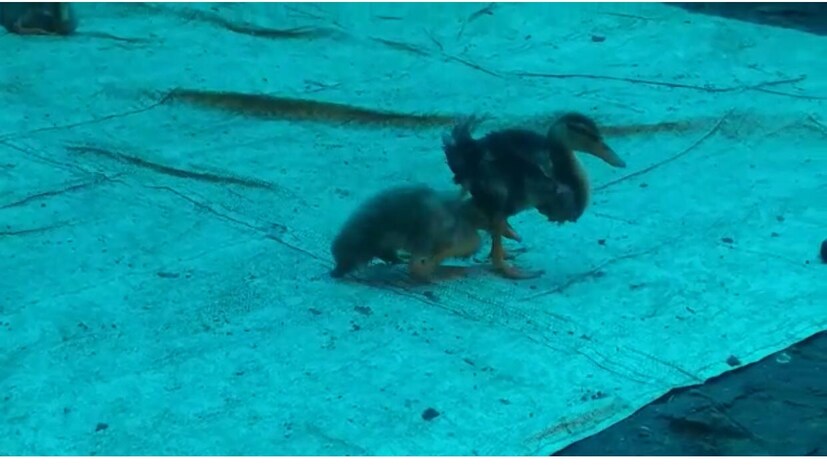  തലവടി മങ്കൊമ്പ് മേഖലകളിലായി നാലായിരത്തോളം താറാവുകളാണ് കഴിഞ്ഞ മൂന്ന് ദിവസത്തിനിടയിൽ ചത്തത്.