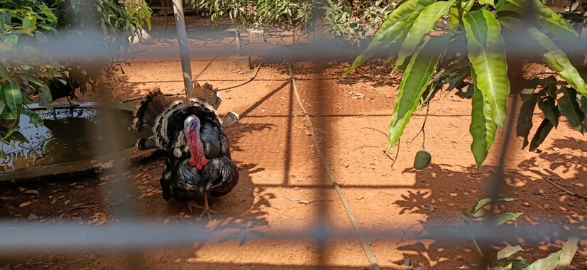 തൊട്ടപ്പുറത്ത് അടച്ചിടപ്പെട്ട തോട്ടത്തിലൂടെ നിസ്സഹായരായി കരഞ്ഞ് ഓടിനടക്കുന്ന അരയന്നങ്ങളും, ടർക്കി കോഴിയും.