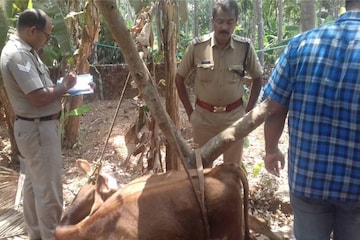 പശുവിനെ ലൈംഗികവൈകൃതത്തിന് ഇരയാക്കി കൊന്ന കേസ്; പ്രതിയെ നേരത്തെ താക്കീത് ചെയ്തിരുന്നു പശുവിനെ ലൈംഗികവൈകൃതത്തിന് ഇരയാക്കി കൊന്ന കേസ്; പ്രതിയെ നേരത്തെ താക്കീത് ചെയ്തിരുന്നു