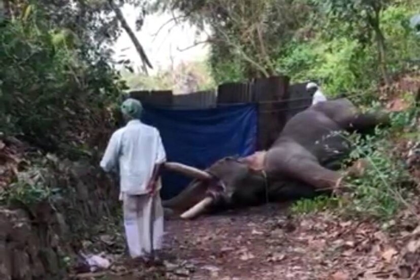 പാലക്കാട്: ചികിത്സയ്ക്കായി നടത്തിക്കൊണ്ടുപോയ ആന ചരിഞ്ഞു. പട്ടാമ്പി തിരുവേഗപ്പുറയിലാണ് സംഭവം. എരണ്ട കെട്ടിനെ തുടർന്ന് ചികിത്സയിലായിരുന്ന ആനയെ പരിശോധനയ്ക്കായി മാറ്റുന്നതിനിടെ കുഴഞ്ഞ് വീണ് ചരിയുകയായിരുന്നു.  പാലക്കാട്: ചികിത്സയ്ക്കായി നടത്തിക്കൊണ്ടുപോയ ആന ചരിഞ്ഞു. പട്ടാമ്പി തിരുവേഗപ്പുറയിലാണ് സംഭവം. എരണ്ട കെട്ടിനെ തുടർന്ന് ചികിത്സയിലായിരുന്ന ആനയെ പരിശോധനയ്ക്കായി മാറ്റുന്നതിനിടെ കുഴഞ്ഞ് വീണ് ചരിയുകയായിരുന്നു.