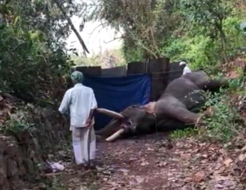  ആനയുടെ ആരോഗ്യസ്ഥിതി വളരെ മോശമായിരുന്നതായി ഡോ. രാജീവ് വ്യക്തമാക്കി. തിരുവേഗപ്പുറ പി.പി നമ്പൂതിരിയുടെ ഉടമസ്ഥതയിലുള്ള ആനയാണ് തിരുവേഗപ്പുറ പത്മനാഭൻ. 