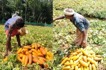 ലോക്ക്ഡൗണിലും കണി കാണാൻ പവന്റെ മാറ്റോടെ തലസ്ഥാനത്തെ കണിവെള്ളരി
