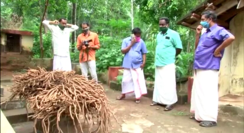  ഈ വിഭാഗം കിഴങ്ങുവർഗത്തിൽ ഇത്രയും ഭാരമുള്ള വിള നേരത്തെയുള്ളതായി രേഖയില്ല.