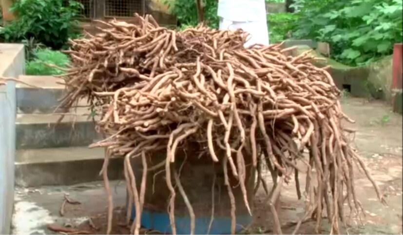  ആദ്യമായാണ് പറമ്പിൽ നിന്ന് ഇത്രയും വലുപ്പത്തിൽ ശതാവരി ലഭിക്കുന്നതെന്ന് പ്രദീപ് പറയുന്നു.