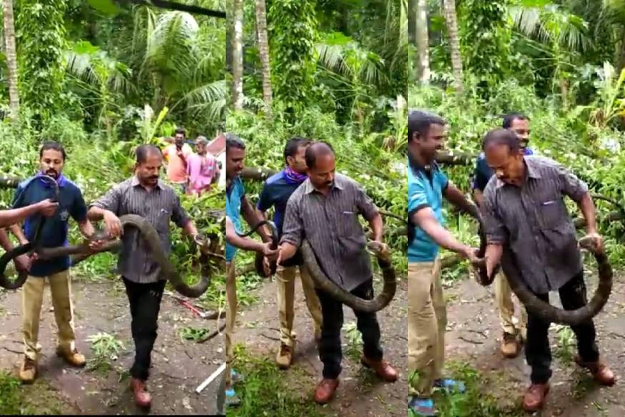 പുളിമരത്തിൽ ഒരു രാജവെമ്പാല; വനപാലകരെ ചുറ്റിച്ചത് 20 മണിക്കൂറോളം