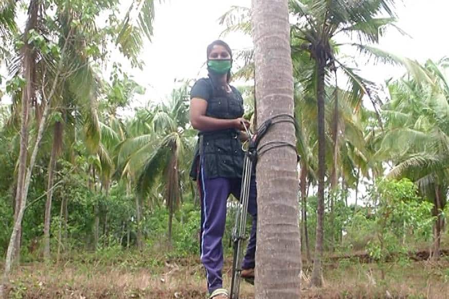  അങ്ങനെ ആണ് അവള് അച്ഛനൊപ്പം തെങ്ങ് കയറാൻ തുടങ്ങിയത്. കുടുംബത്തിലെ ബുദ്ധിമുട്ടുകൾ കോവിഡ് കാലത്ത് മറികടക്കാൻ മാത്രമല്ല ഒന്നും അസാധ്യം അല്ല എന്ന് തെളിയിക്കാൻ കൂടി ആണ് ശ്രീദേവി തെങ്ങുകൾ കീഴടക്കുന്നത്.