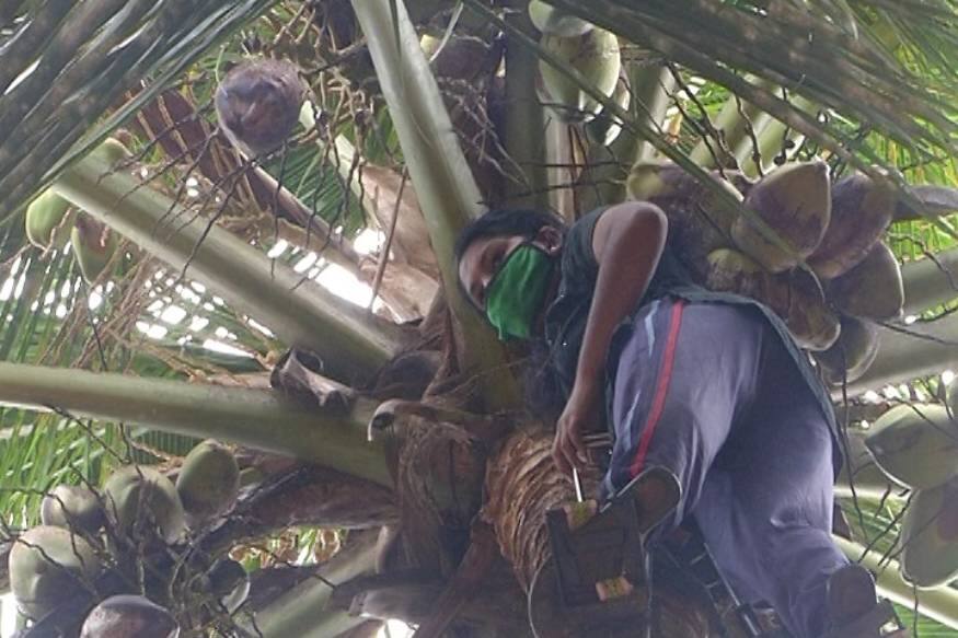  "ആൺ കുട്ടികൾ ചെയ്യുന്നത് ഒക്കെ എന്ത് കൊണ്ട് പെൺകുട്ടികൾക്കുംചെയ്തു കൂടാ " എന്നാണ് ശ്രീദേവി ചോദിക്കുന്നത്. " ആദ്യം തെങ്ങിൽ കയറിയപ്പോൾ അത് വരെ കണ്ട കാഴ്ചകൾ എല്ലാം ഉയരത്തിൽ കണ്ടു..പിന്നീട് ഇറങ്ങി വന്നപ്പോൾ അച്ഛനും അമ്മയും അനിയത്തിമാരും എല്ലാം ചിരിച്ച് നിൽക്കുന്നതും കണ്ടു. ഇതെല്ലാം നൽകുന്ന ആത്മ വിശ്വാസം , സന്തോഷം ചെറുതല്ല" അവൾ പറഞ്ഞു നിർത്തി.