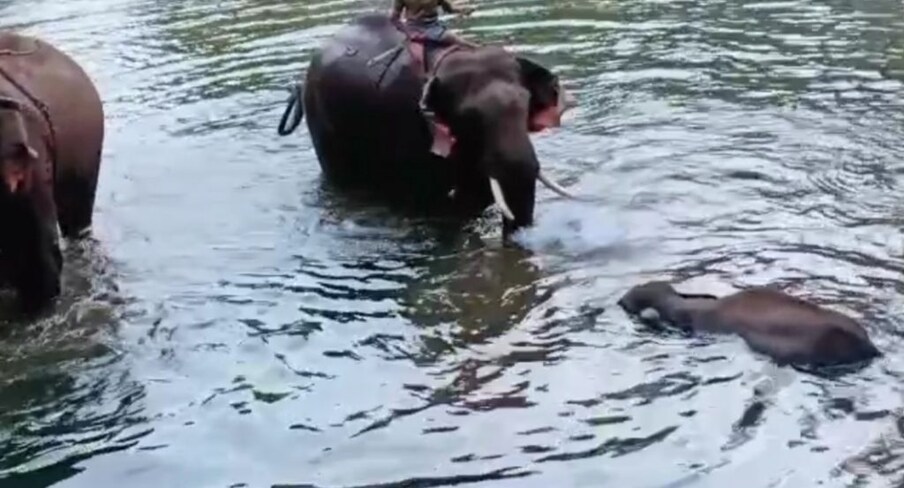  കാട്ടിറച്ചി വില്പനക്കാര്‍ കാട്ടുപന്നിക്കു വേണ്ടി ഒരുക്കിയ കെണിയിലാണ് കാട്ടാന അകപ്പെട്ടതെന്ന് അറസ്റ്റിലായ മലപ്പുറം എടവണ്ണ സ്വദേശിയായ വില്‍സന്‍ അന്വേഷണ ഉദ്യോഗസ്ഥരോട് വെളിപ്പെടുത്തിയിട്ടുണ്ട്. 