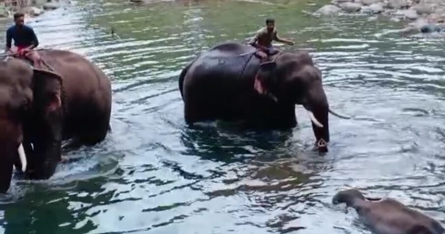  മെയ് 12നാണ് സൈലന്റ് വാലി വനമേഖലയില്‍ നിന്നെത്തിയ കാട്ടാന കെണിയിൽ അകപ്പെട്ടത്. 